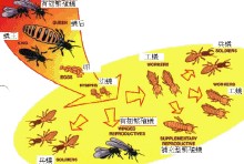 白蚁社会体系 白蚁社会体系