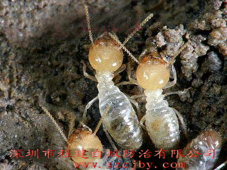 深圳市白蚁防治中心预防白蚁危害提示